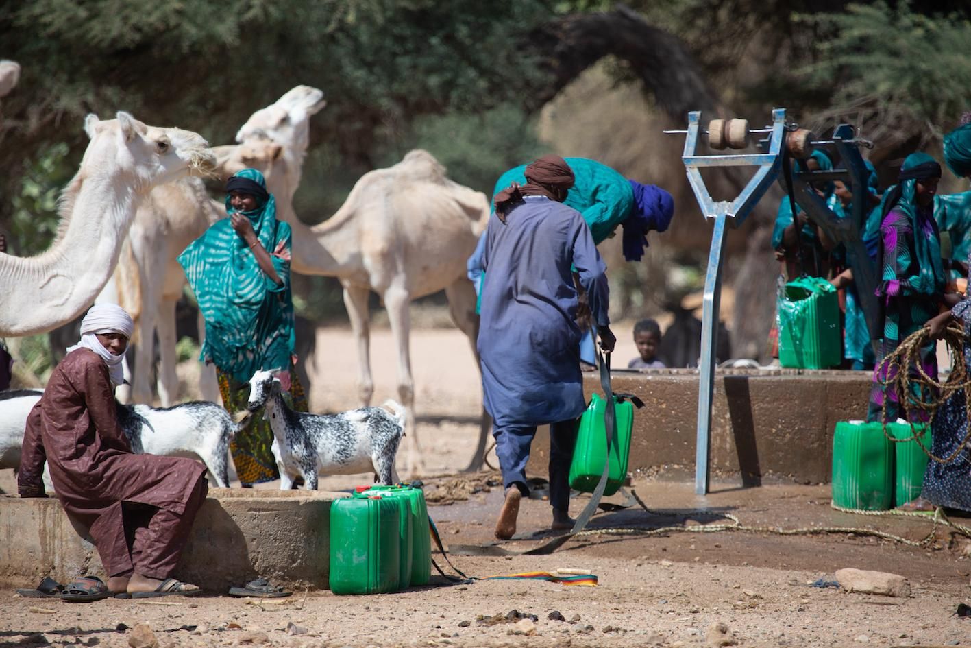 Des pasteurs font boire leurs bêtes à un puits construit par HED-Tamat - Dagaba, Niger, novembre 2021 Niger : HED-Tamat, un arbre dans le désert
