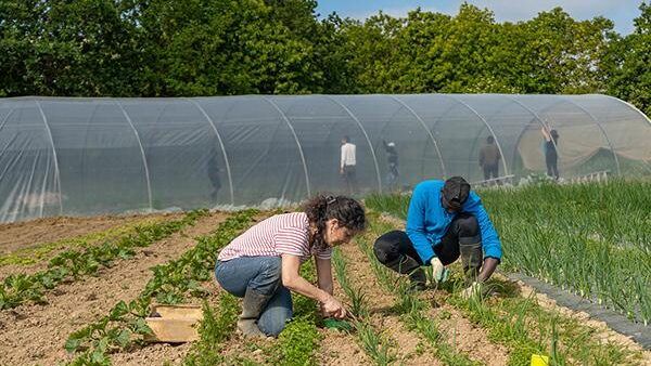 Les 3 "jardins solidaires" apportent aux libres-services alimentaires du Secours populaire des fruits et légumes, bio, locaux, anti-inflation. Ils sont cultivés par des demandeurs d'asile et des personnes confrontées à la pauvreté et la précarité. Les 3 "jardins solidaires" apportent aux libres-services alimentaires du Secours populaire des fruits et légumes, bio, locaux, anti-inflation. Ils sont cultivés par des demandeurs d'asile et des personnes confrontées à la pauvreté et la précarité.