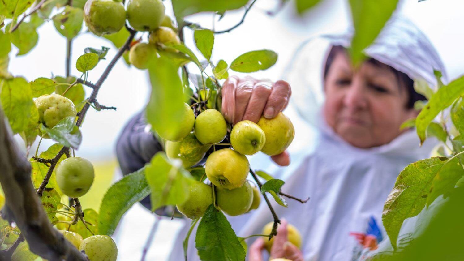 A Oizé, dans le Sarthe, des agriculteurs solidaires autorisent le glanage par les personnes aidées par le Secours populaire. Le monde rural souffre mais reste solidaire. A Oizé, dans le Sarthe, des agriculteurs solidaires autorisent le glanage par les personnes aidées par le Secours populaire. Le monde rural souffre mais reste solidaire.