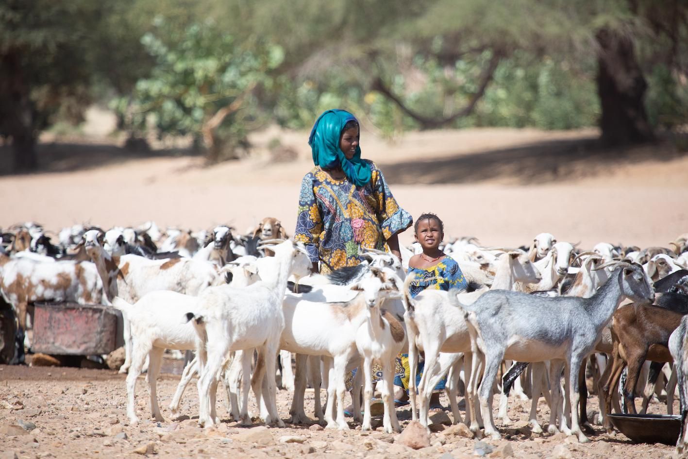 Au Niger, une éleveuse et son troupeau de chèvres.