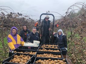 Récolte de kiwis par les bénévoles de Frouzins