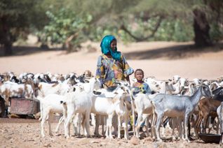 Au Niger, une éleveuse et son troupeau de chèvres.