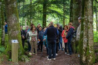Des séniors en balade dans la forêt vosgienne