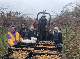 Récolte de kiwis par les bénévoles de Frouzins