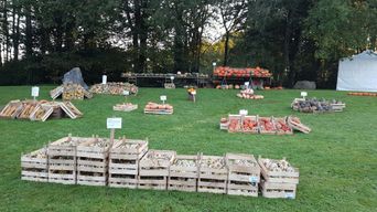 Récolte des potirons lors de la fête des potirons organisée par le Secours populaire français à Dirinon.