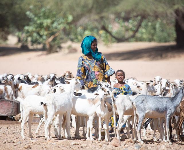 Au Niger, une éleveuse et son troupeau de chèvres.